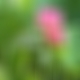 photo de jardinsecret