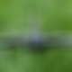 photo de conarlebarbant