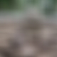 photo de erectus69