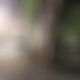 photo de analplugpig